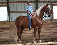 trail-horse-tennessee-walking