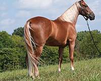 twhbea-tennessee-walking-horse