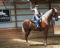 gaited-horse-tennessee-walking