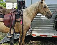 standardbred-horse-for-sale