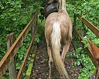 standardbred-horse