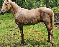 standardbred