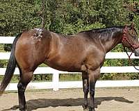 wife-safe-appaloosa-horse
