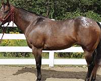 151-hands-appaloosa-horse