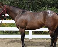 lesson-horse-appaloosa