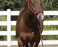 shownanship-appaloosa-horse