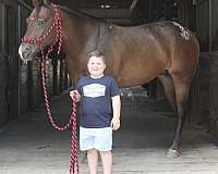 ranch-pleasure-appaloosa-horse