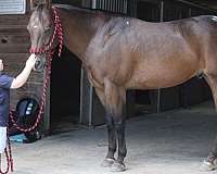 confidence-builder-appaloosa-horse