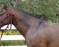level-headed-appaloosa-horse