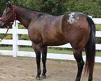 schoo-appaloosa-horse