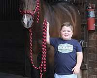 shownanship-horse