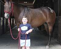 few-spot-gelding