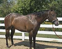 shownanship-gelding