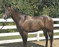 bay-schoo-horse