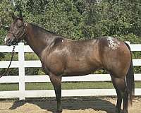 schoo-gelding