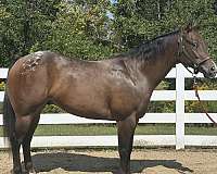 schoo-horse