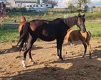 bay-chocolate-colt-for-sale