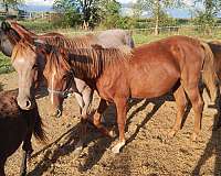 bay-chocolate-filly-for-sale