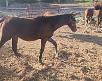 bay-chocolate-mare-for-sale