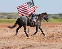 athletic-quarter-pony