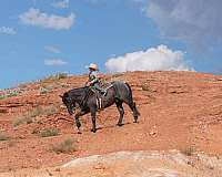 beginner-quarter-pony