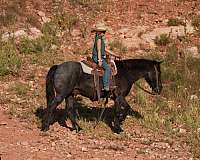 parade-quarter-pony