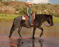 ranch-quarter-pony