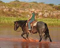 ranch-work-quarter-pony