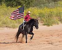 ridden-english-quarter-pony