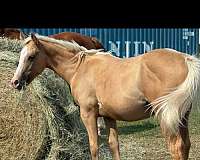 baths-palomino-horse