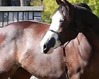 splash-white-horse