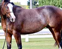 bay-splash-white-horse