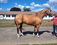 buckskin-4-white-socks-pony