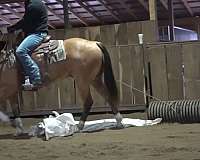 qh-pony