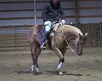 bond-quarter-pony