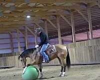 comfortable-gaits-quarter-pony