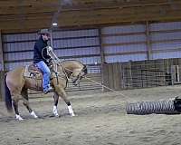 easy-to-manage-quarter-pony