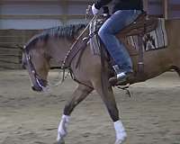 movement-quarter-pony