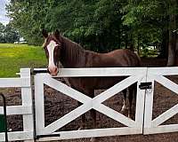 flax-manetail-horse