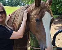 chocolate-flax-manetail-horse