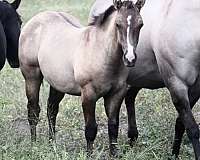 splash-white-horse