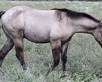 grulla-splash-white-horse
