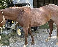 saddlebred-gelding