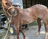 roan-saddlebred-for-sale