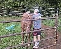 roan-saddlebred-horse