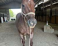 roan-saddlebred