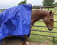 saddlebred-horse-for-sale