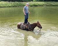 saddlebred-horse