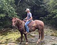 roan-saddlebred-gelding