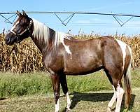 paint-filly